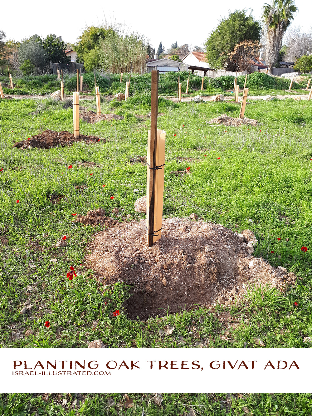 Planting oak trees in Givat Ada, Israel. Every sapling is protected by a plastic sleeve and has its own little water ditch.